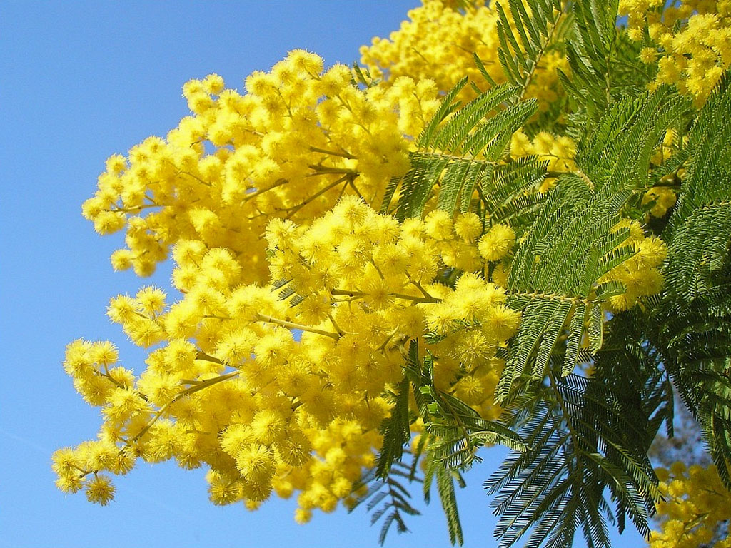 Festa della donna Palermo